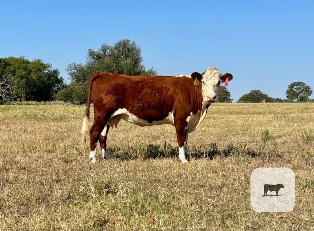 Cattle Range Listing Photo