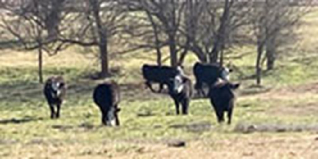 12 Angus & Angus/Hereford BWF Bred Heifers... Southeast KS