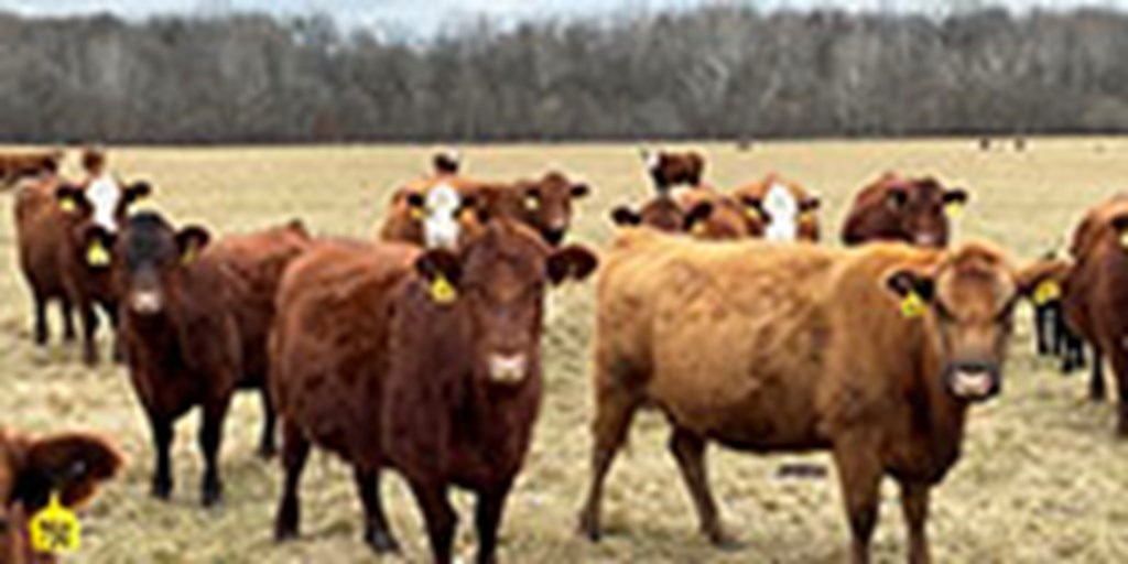 40 Red Angus & Red Baldy Cows... Southwest MO