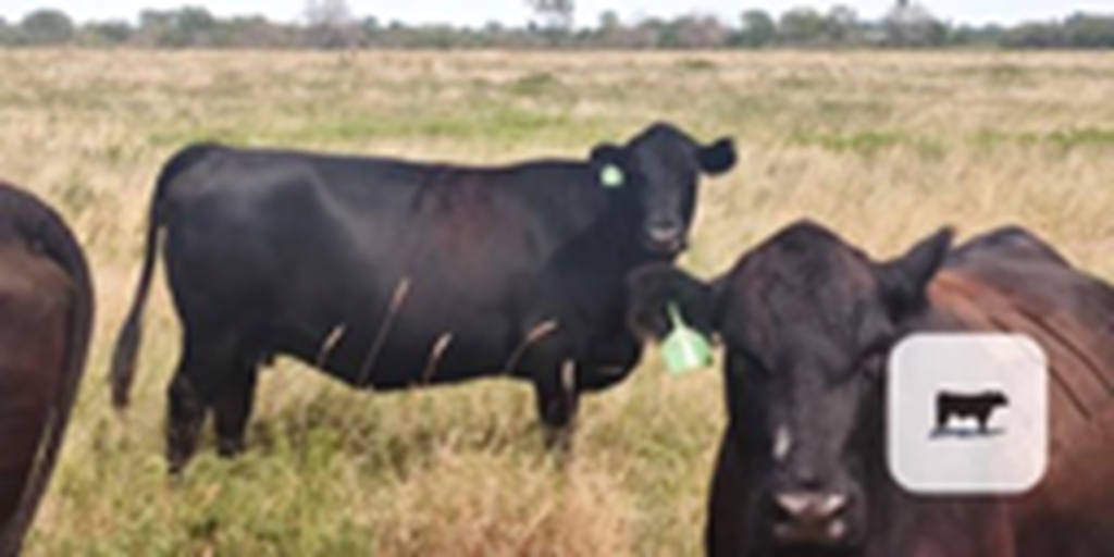 75 Angus & Angus Cross Cows... Southeast KS