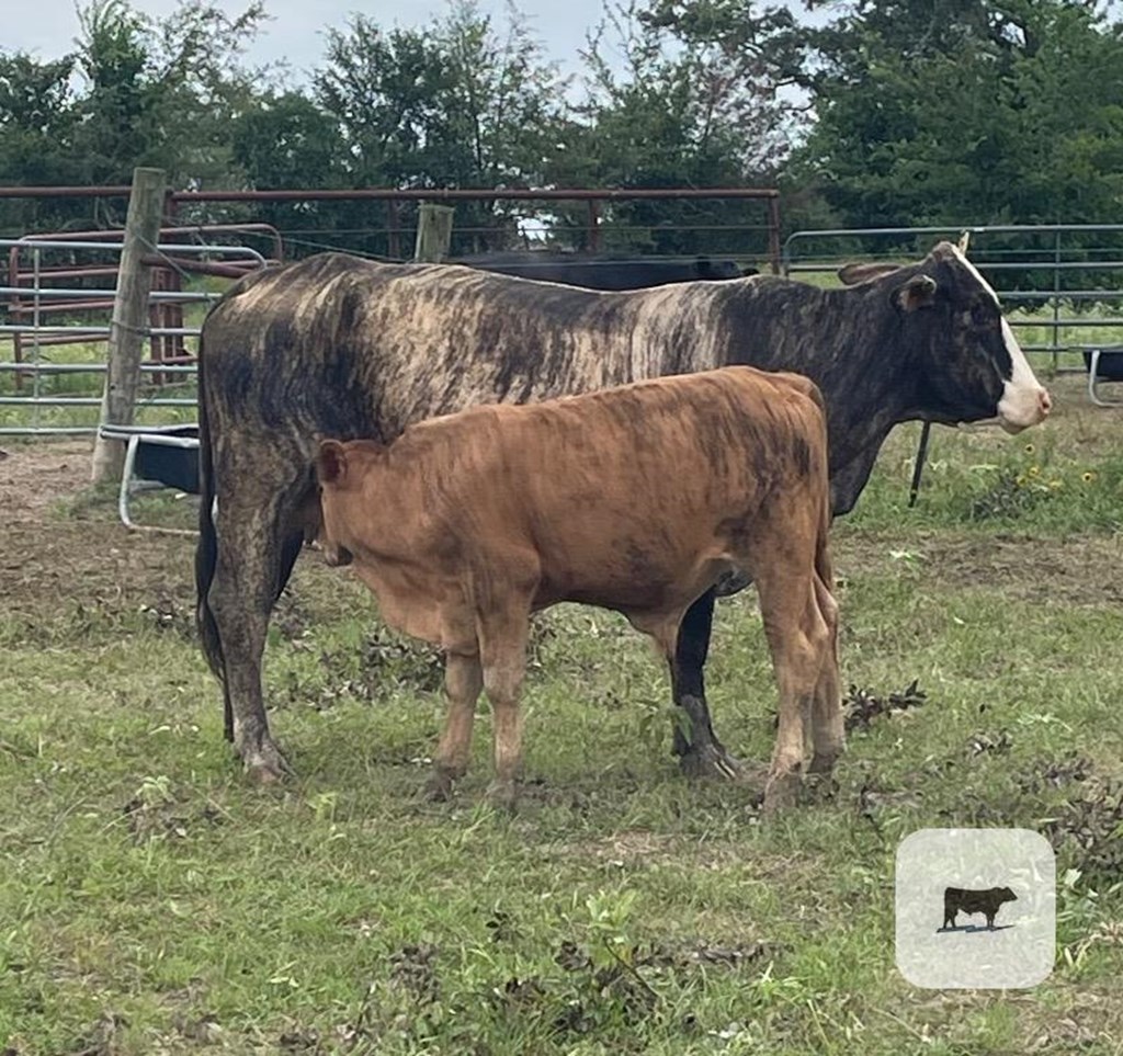 Cattle Range Listing Photo