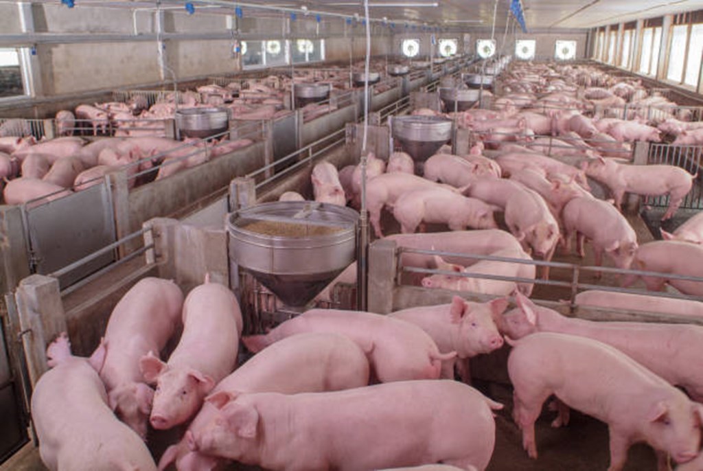 U.S. Detects H5N1 Bird Flu in a Pig for the First Time