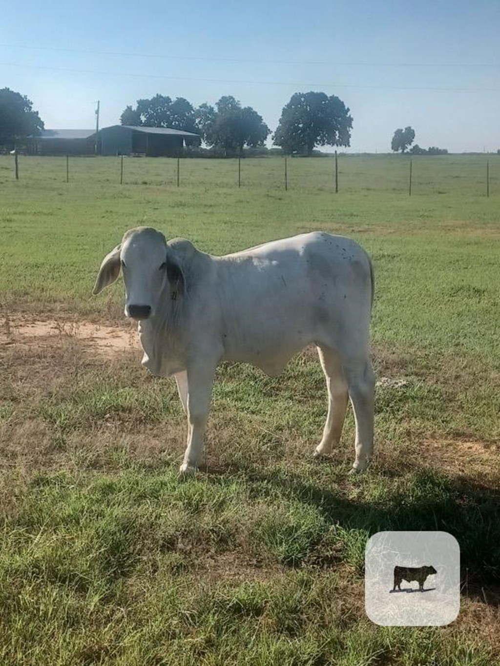 Cattle Range Listing Photo