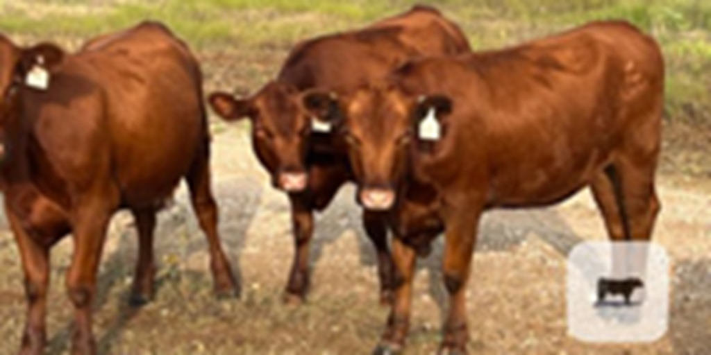 30 Red Angus Rep. Heifers... North TX ~ BVD-PI Neg.