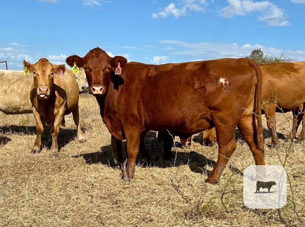 Cattle Range Listing Photo