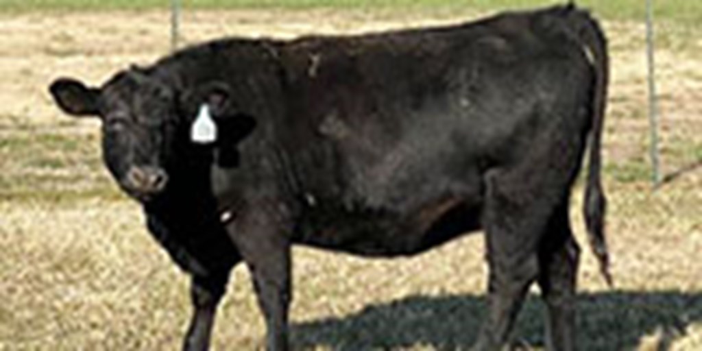 40 Angus Bred Heifers... E. Central OK