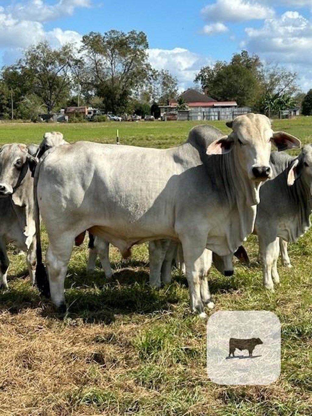 Cattle Range Listing Photo