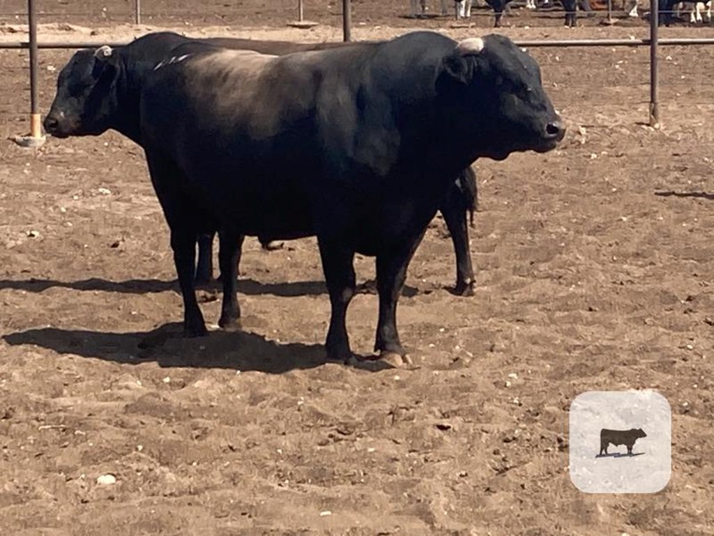 Cattle Range Listing Photo