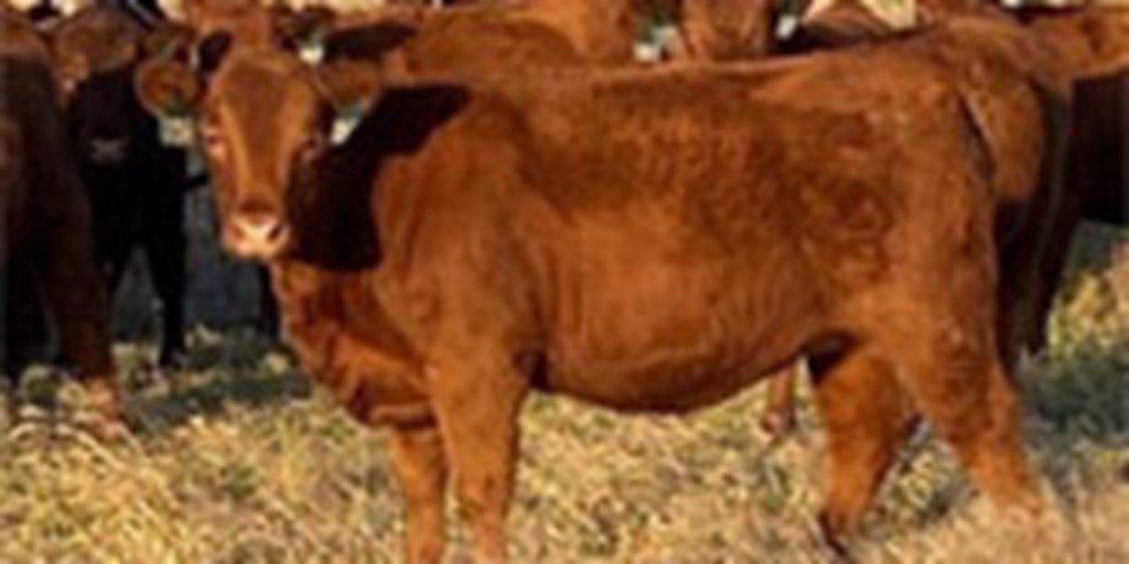 21 Red Angus Rep. Heifers... E. Central KS