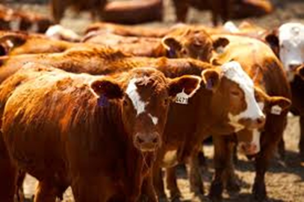 U.S. Cattle & Beef Markets Have Not Yet Hit the Top