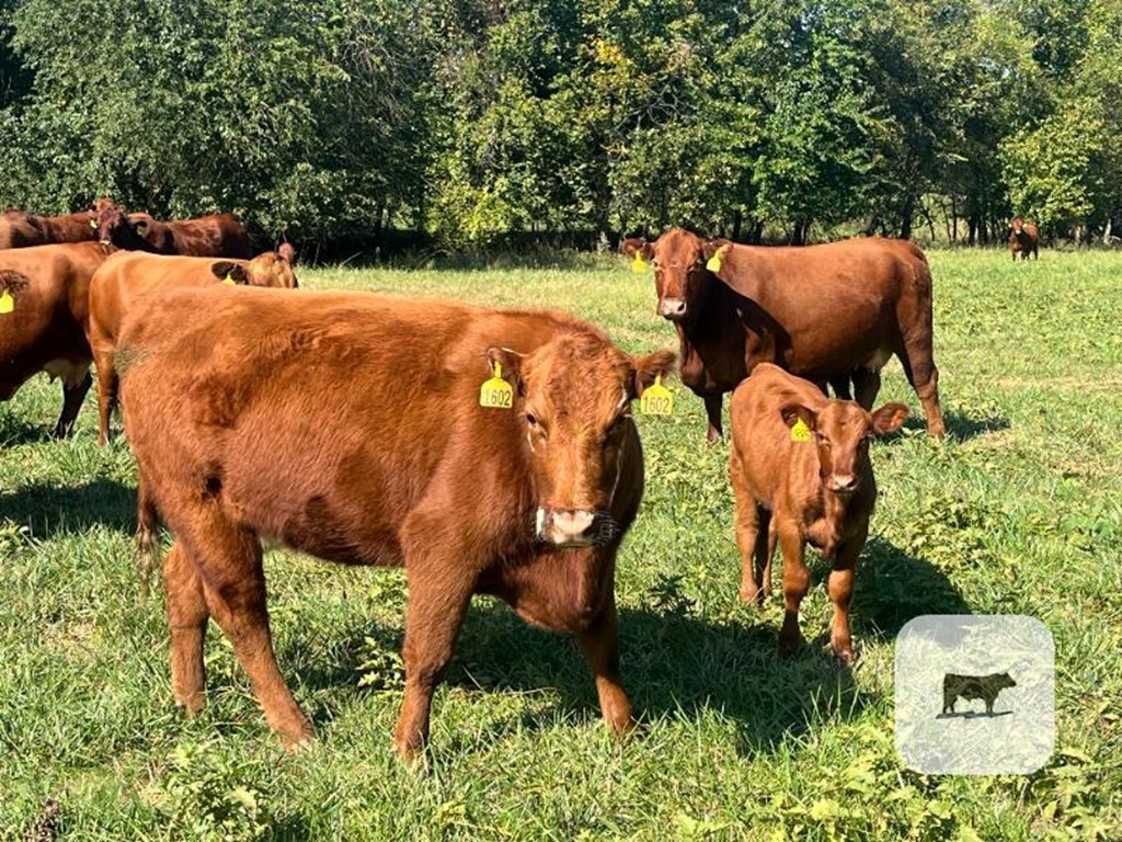 Cattle Range Listing Photo