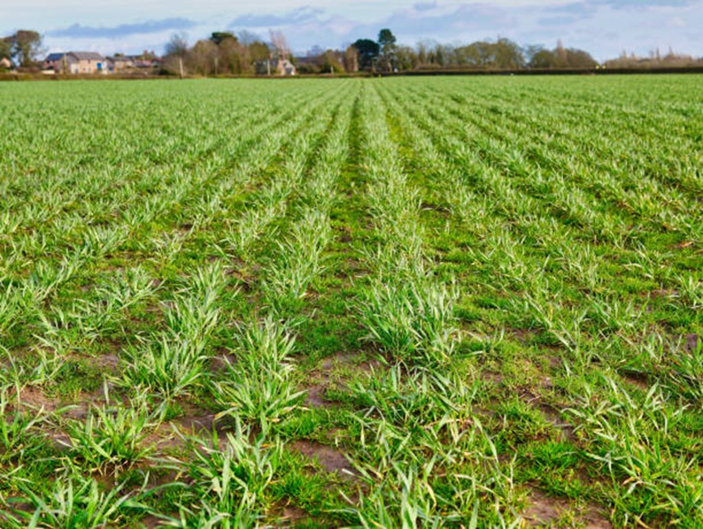 Winter Wheat Condition as of 11/17/24