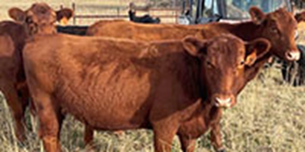 11 Red Angus Cows... N. Central OK