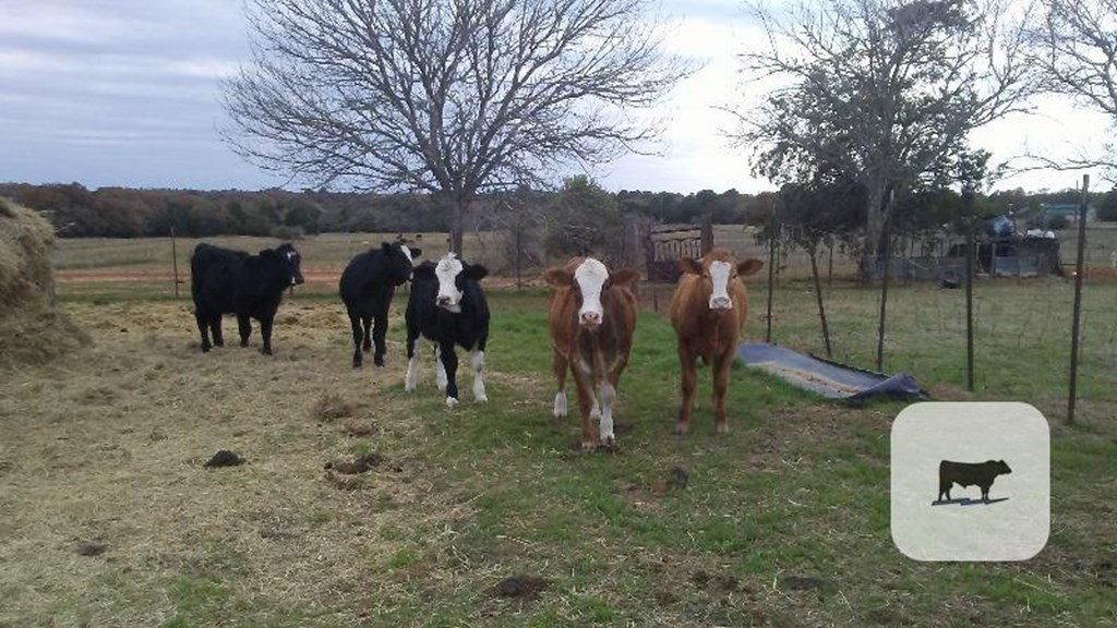 Cattle Range Listing Photo