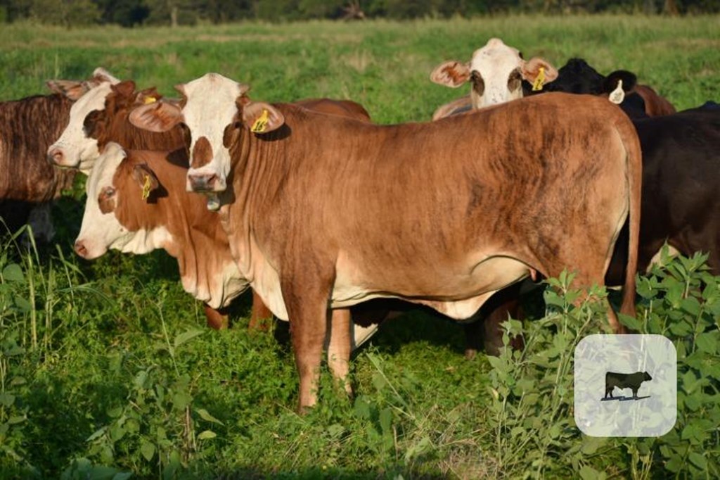 Cattle Range Listing Photo