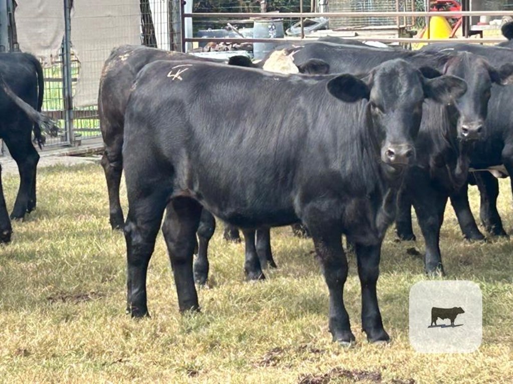 Cattle Range Listing Photo