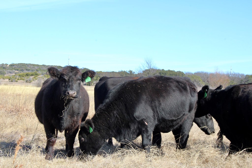 Cattle Range Listing Photo