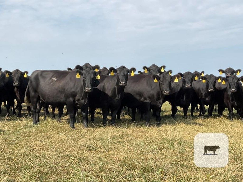 Cattle Range Listing Photo