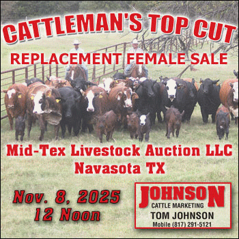 Johnson Cattle Marketing Top Cut Replacement Female Sale