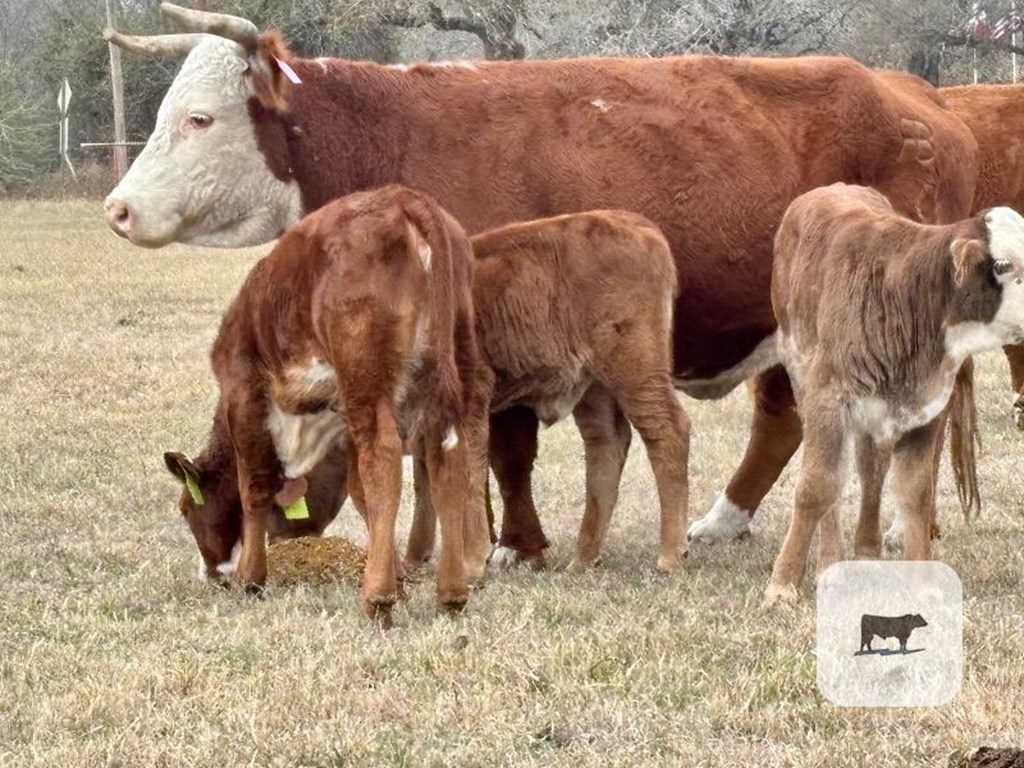 Cattle Range Listing Photo