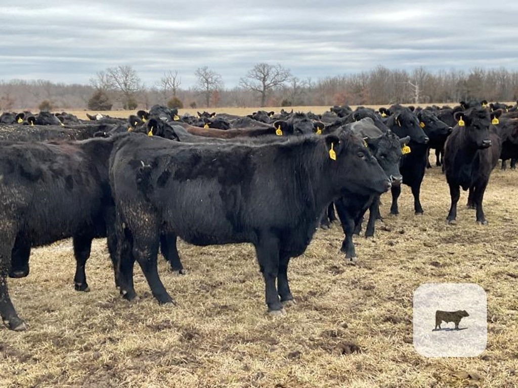 Cattle Range Listing Photo