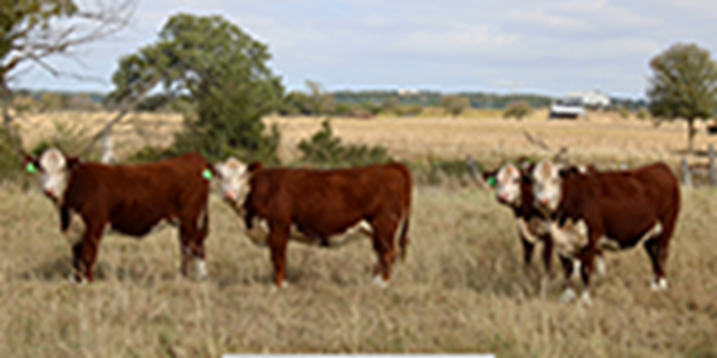 4 Hereford Bred Heifers... Central TX