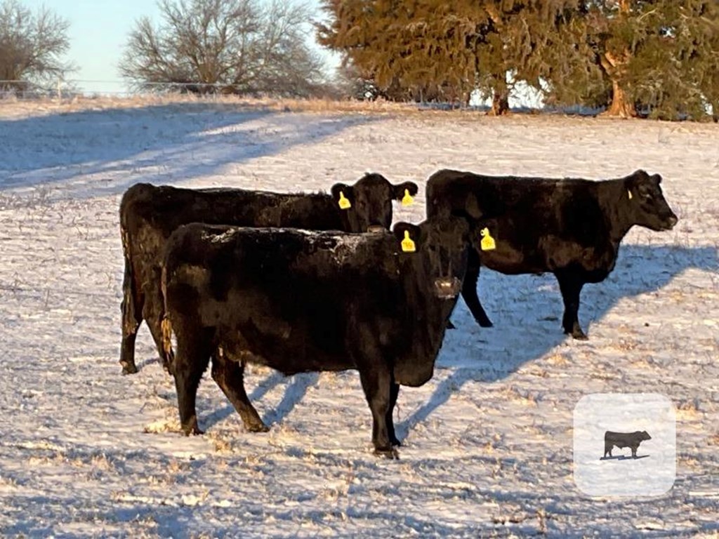 Cattle Range Listing Photo