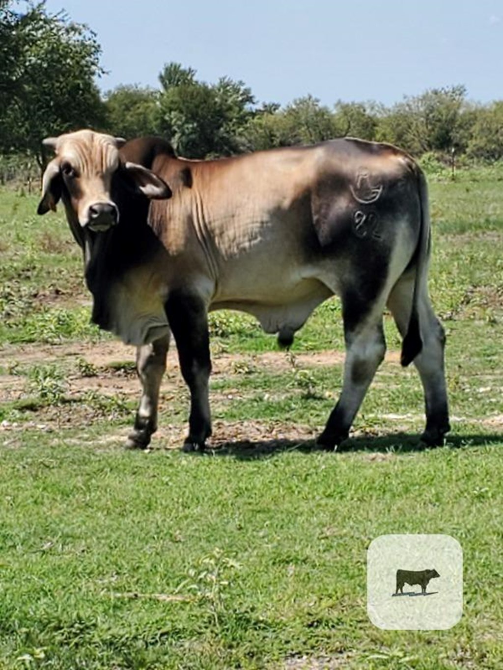 Cattle Range Listing Photo