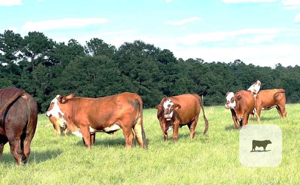 Cattle Range Listing Photo