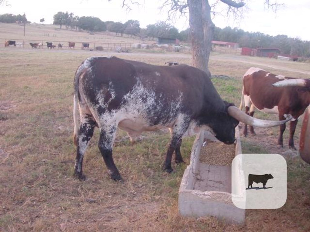 Cattle Range Listing Photo