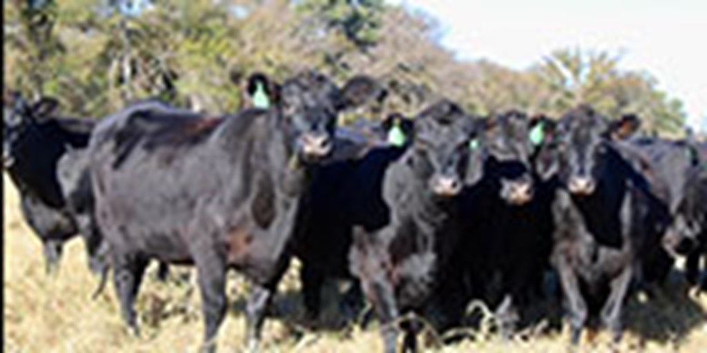 39 Angus Bred Heifers... Central TX