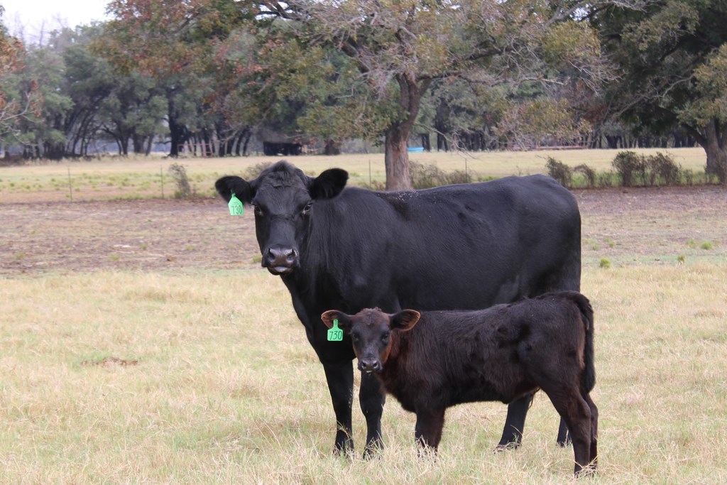 Cattle Range Listing Photo