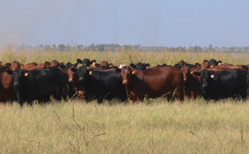 Cattle Range Listing Photo