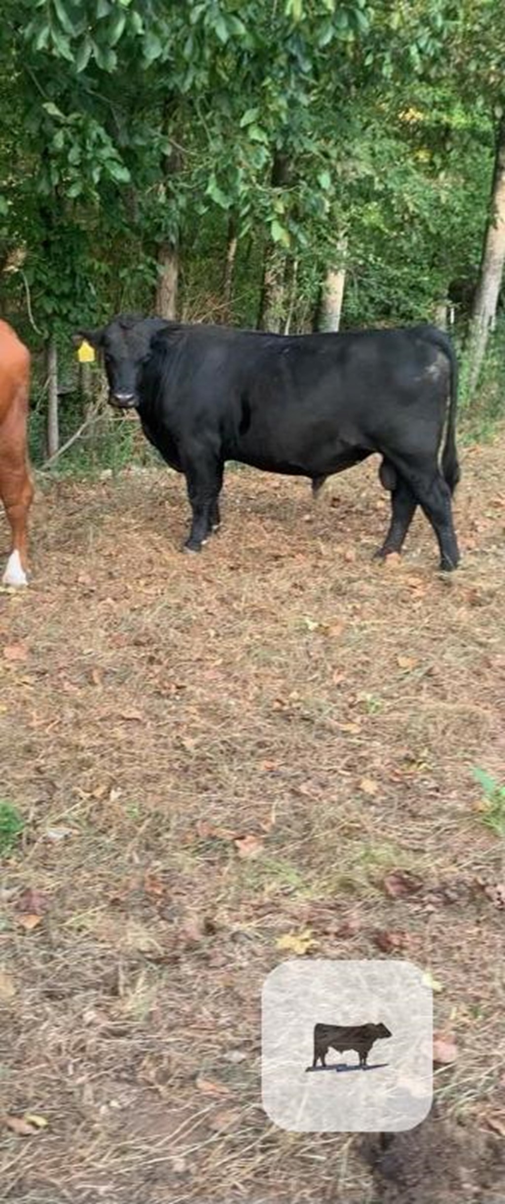 Cattle Range Listing Photo