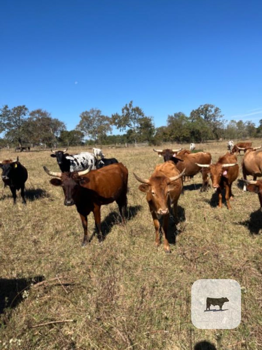 Cattle Range Listing Photo