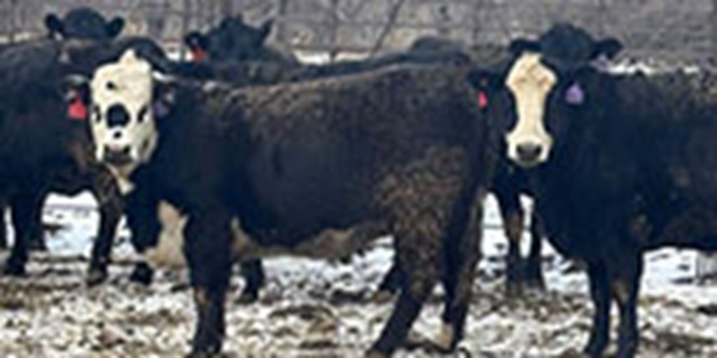 60 Angus & BWF Bred Heifers... S Central ND