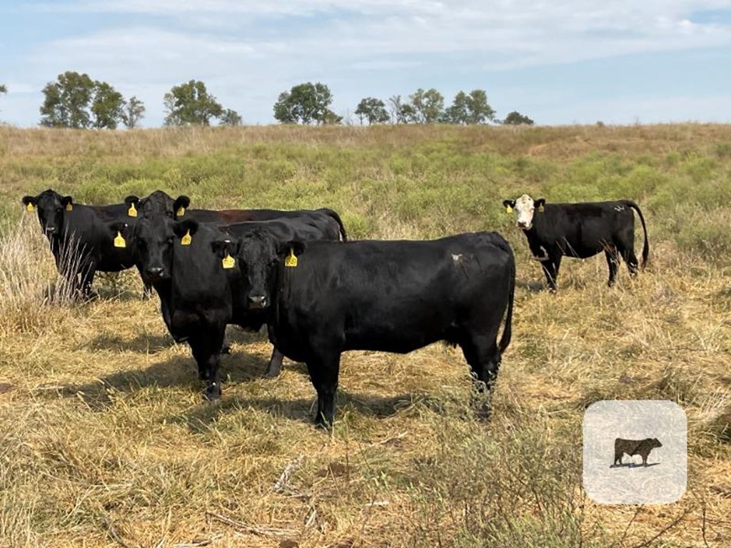 Cattle Range Listing Photo