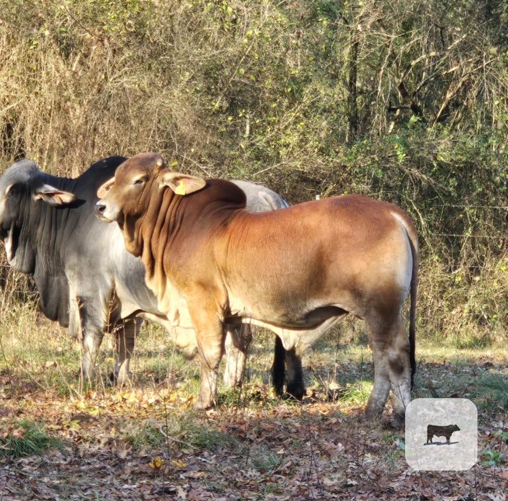 Cattle Range Listing Photo