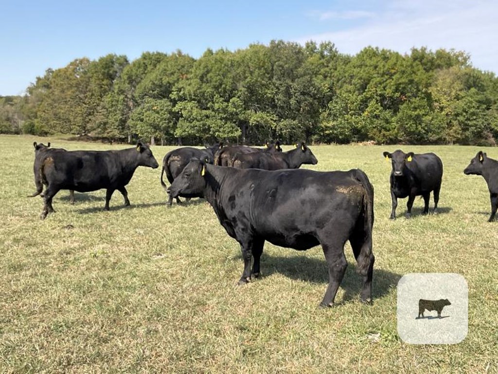 Cattle Range Listing Photo