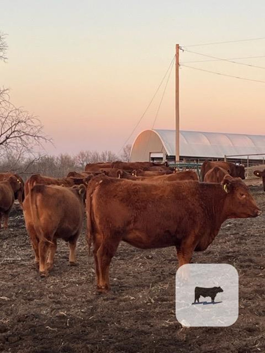 Cattle Range Listing Photo