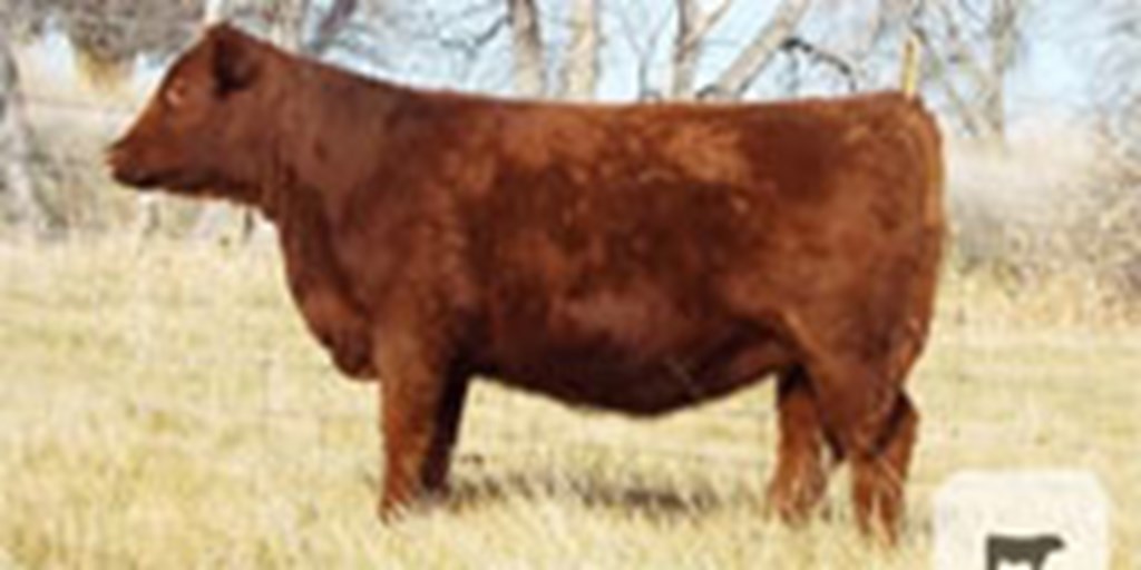 8 Red Angus Rep. Heifers... Southeast WY