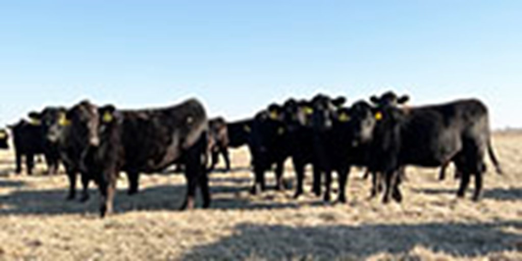 85 Angus Bred Heifers... Southwest MO