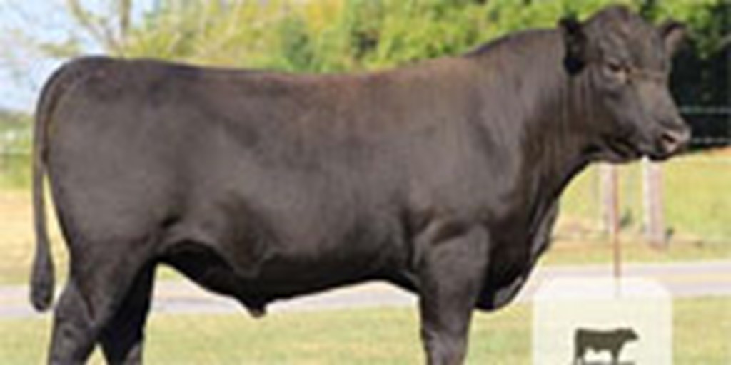 2 Reg. Angus Bulls... N. Central AL