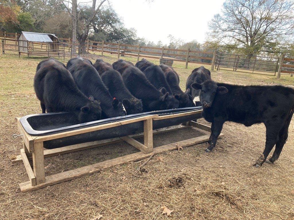 Cattle Range Listing Photo