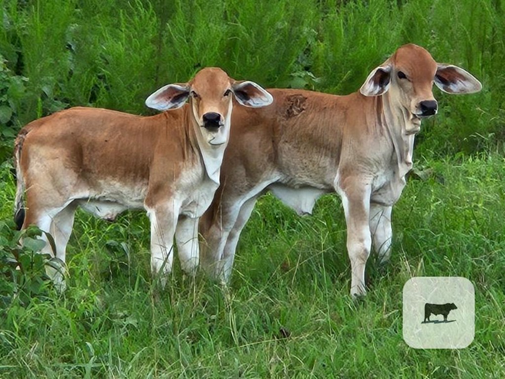 Cattle Range Listing Photo