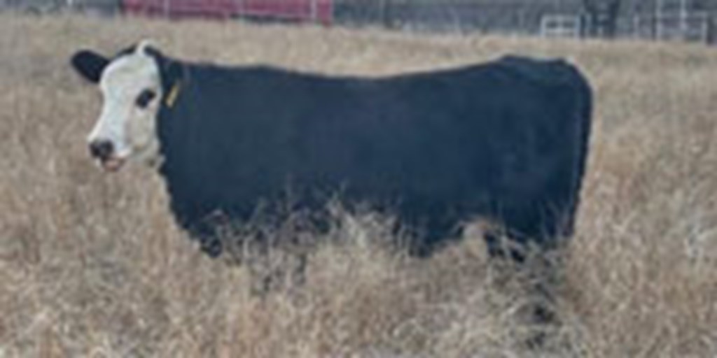 20 Angus Baldy Rep. Heifers... Central TX