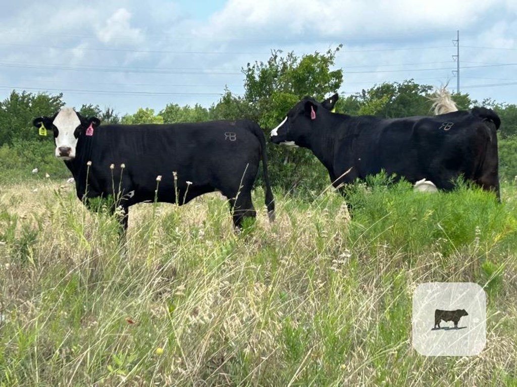 Cattle Range Listing Photo