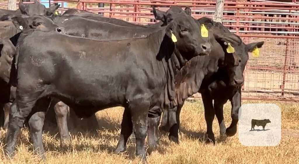 Cattle Range Listing Photo