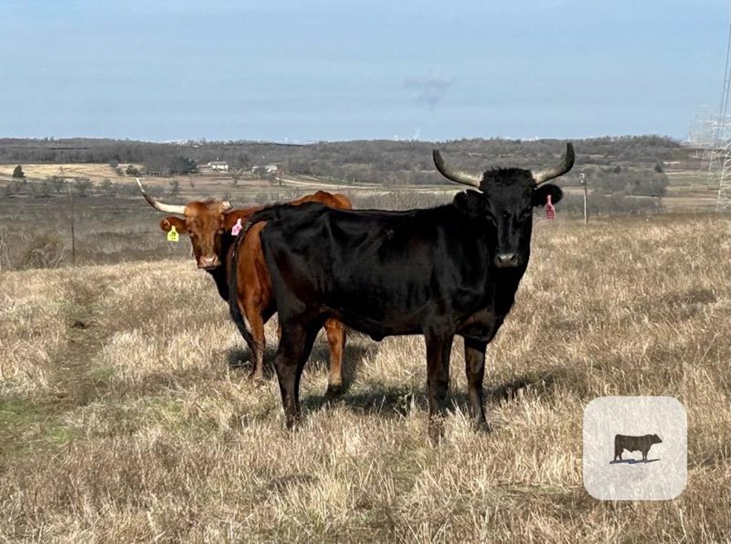 Cattle Range Listing Photo