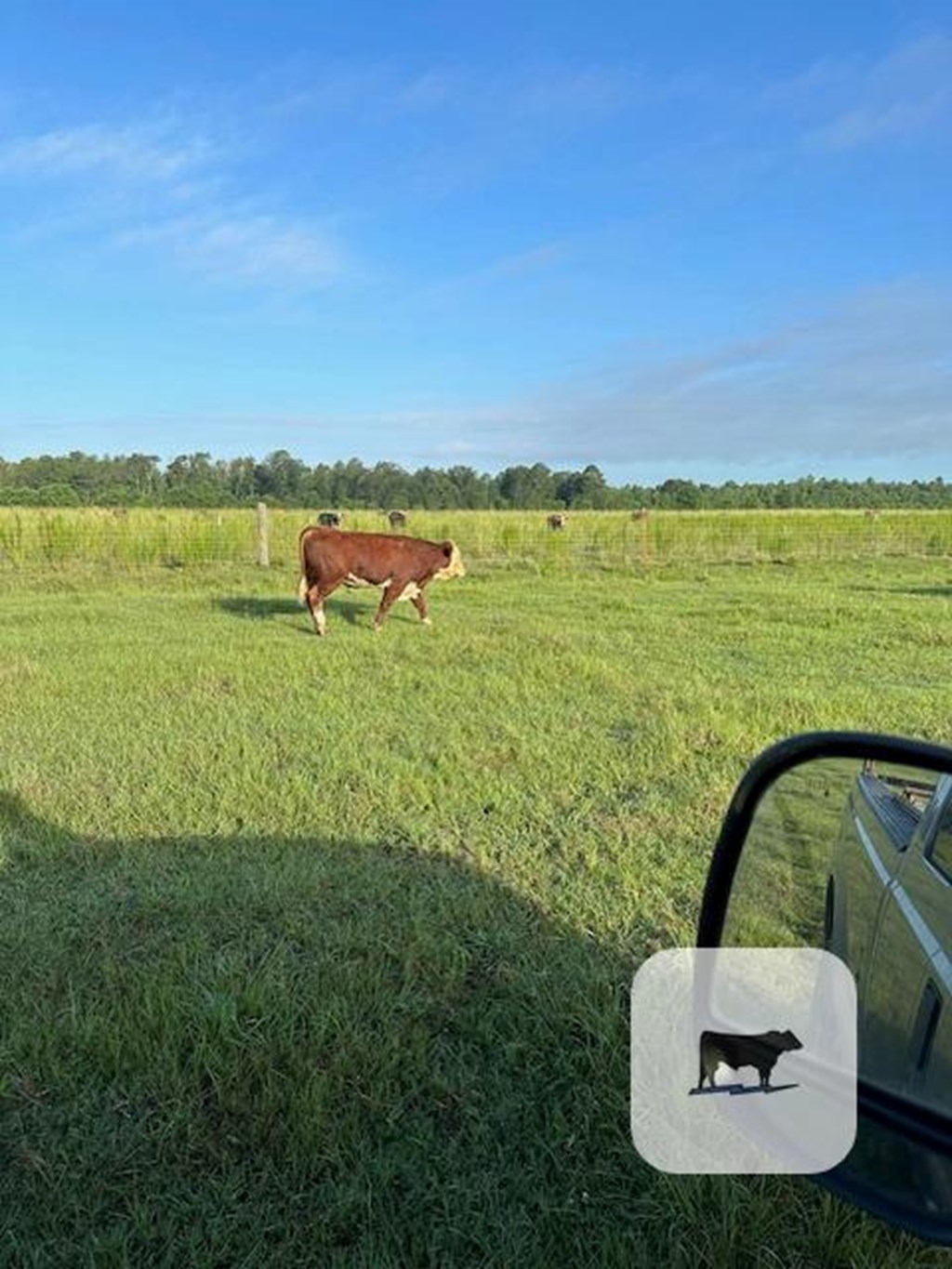 Cattle Range Listing Photo